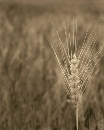 Picture of TURNING GRAIN IV