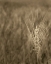 Picture of TURNING GRAIN IV