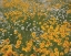 Picture of HIGH MEADOW I