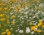Picture of HIGH MEADOW II