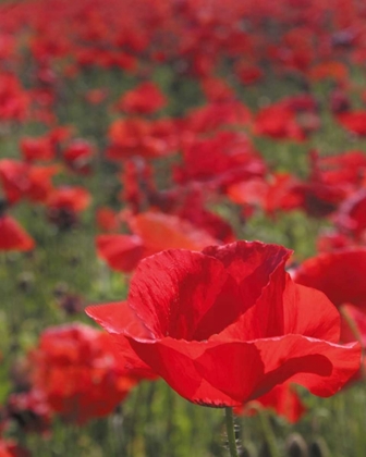 Picture of POPPY FIELD I