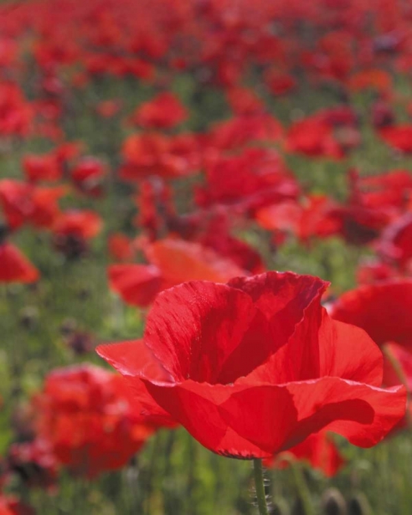 Picture of POPPY FIELD I