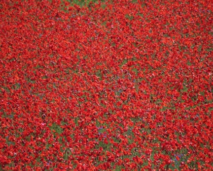 Picture of POPPY FIELD II