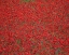 Picture of POPPY FIELD II