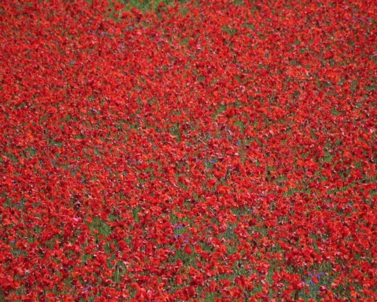 Picture of POPPY FIELD II