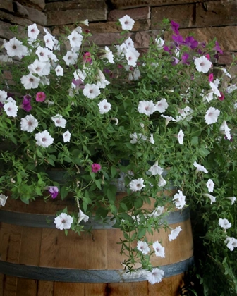 Picture of PETUNIA BARREL I