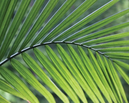 Picture of GREEN PALM I