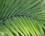 Picture of GREEN PALM I