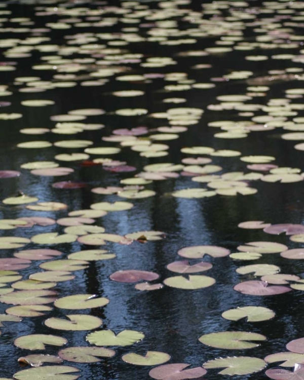 Picture of LILY POND I