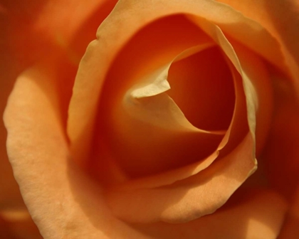 Picture of SINGLE ROSE I