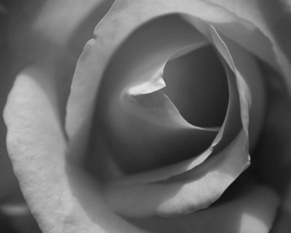 Picture of SINGLE ROSE II