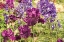 Picture of PURPLE GARDEN I