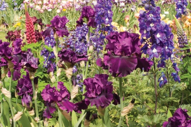 Picture of PURPLE GARDEN II