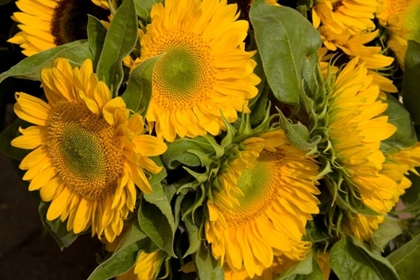 Picture of SUNFLOWER I