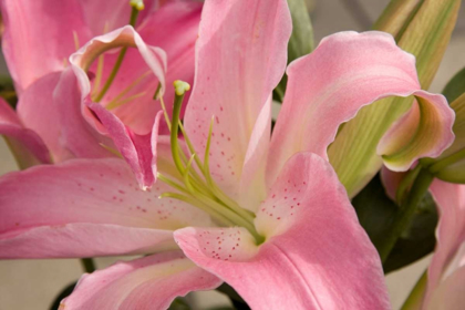 Picture of SOFT PINK LILY I