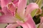 Picture of SOFT PINK LILY I