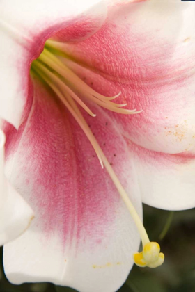 Picture of SOFT PINK LILY II
