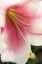 Picture of SOFT PINK LILY II