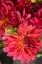 Picture of FUSCHIA DALHIA II