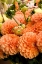 Picture of PEACH DALHIA II