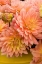 Picture of PEACH DALHIA IV