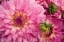 Picture of PINK DALHIA II