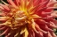 Picture of WARM SUN I