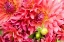 Picture of PINK DALHIA III