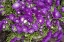 Picture of PURPLE STARS I