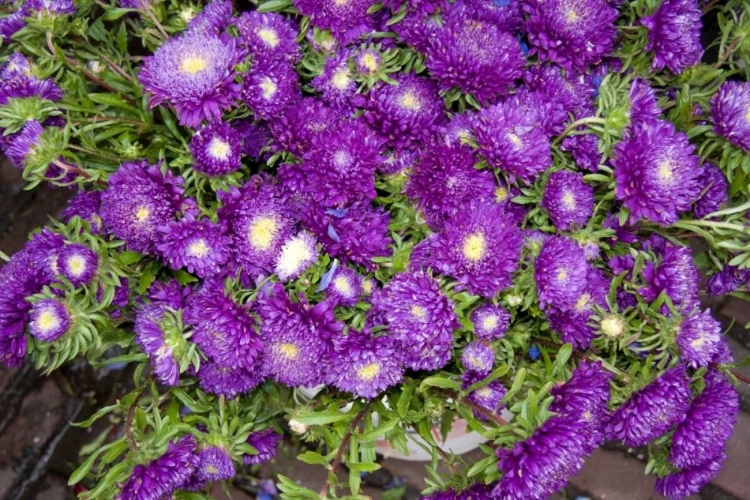 Picture of PURPLE STARS I