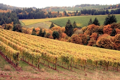 Picture of FALL IN WINE COUNTRY I