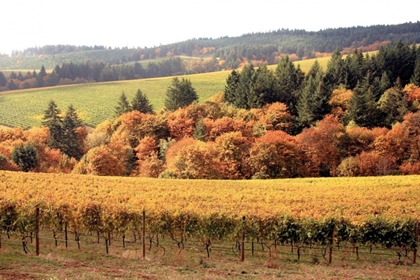 Picture of FALL IN WINE COUNTRY I