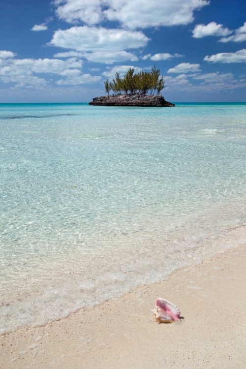 Picture of GAULDING CAY CONCH