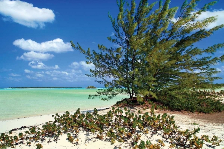 Picture of SAND DOLLAR BEACH