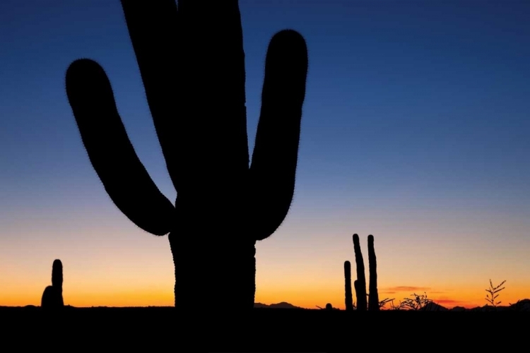 Picture of CLEAR SAGUARO SUNSET I