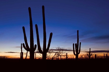 Picture of CLASSIC SAGUARO SUNSET II