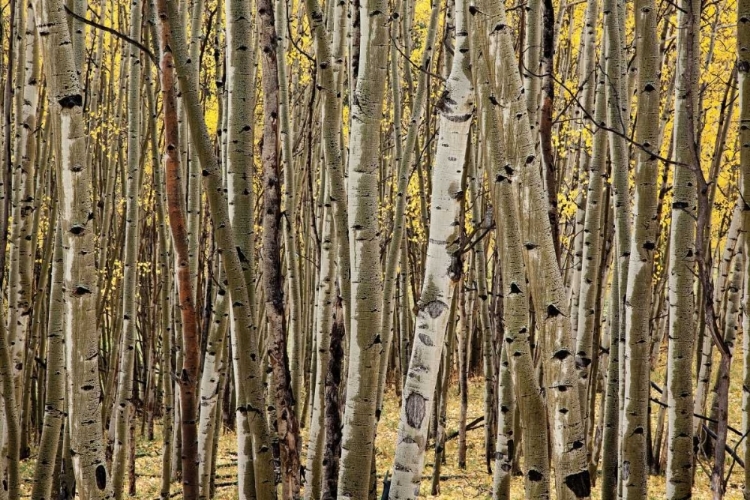 Picture of ASPEN GROVE I