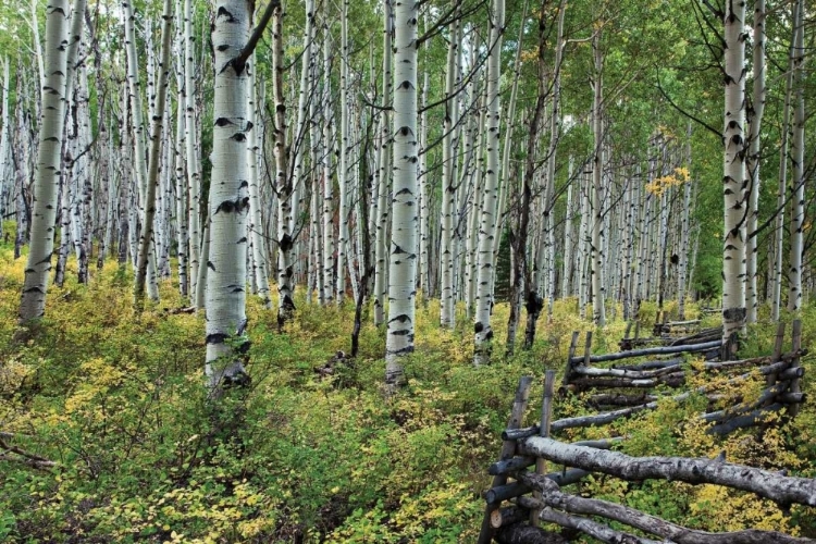 Picture of ASPEN GROVE II