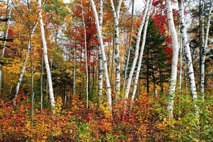 Picture of VERMONT BIRCHES