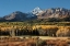 Picture of WILSON PEAK YELLOW ASPENS