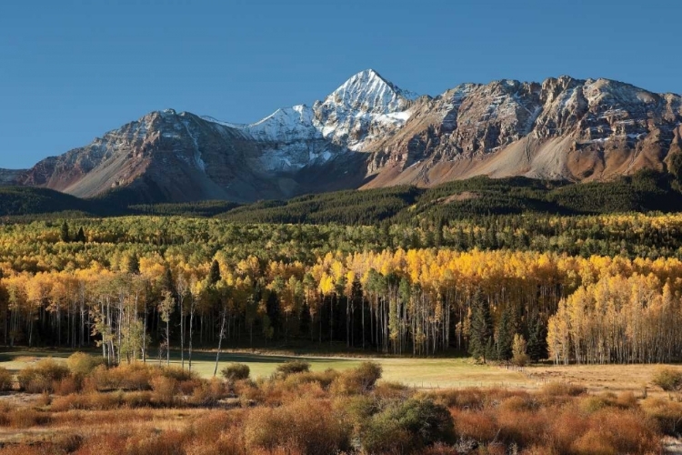 Picture of WILSON PEAK YELLOW ASPENS