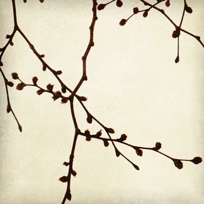 Picture of BRANCHES I