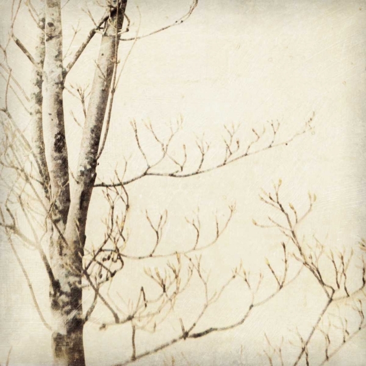 Picture of WINTER TREES I