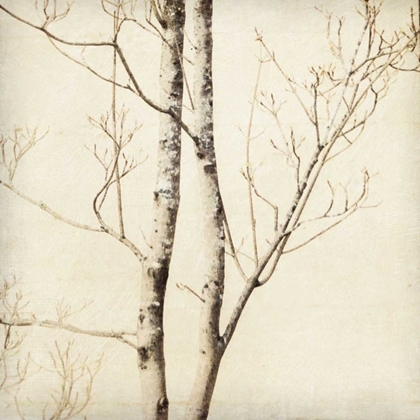 Picture of WINTER TREES II