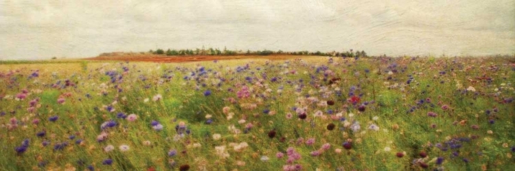 Picture of WILDFLOWER FIELD II