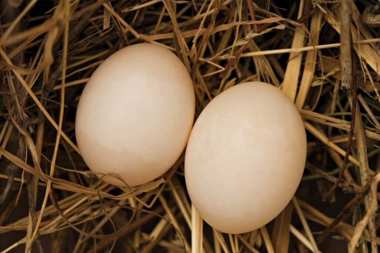 Picture of EGGS I