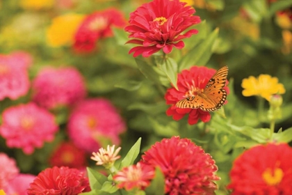 Picture of BUTTERFLY FIELD I