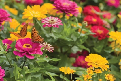 Picture of BUTTERFLY FIELD II