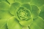Picture of SUCCULENT II