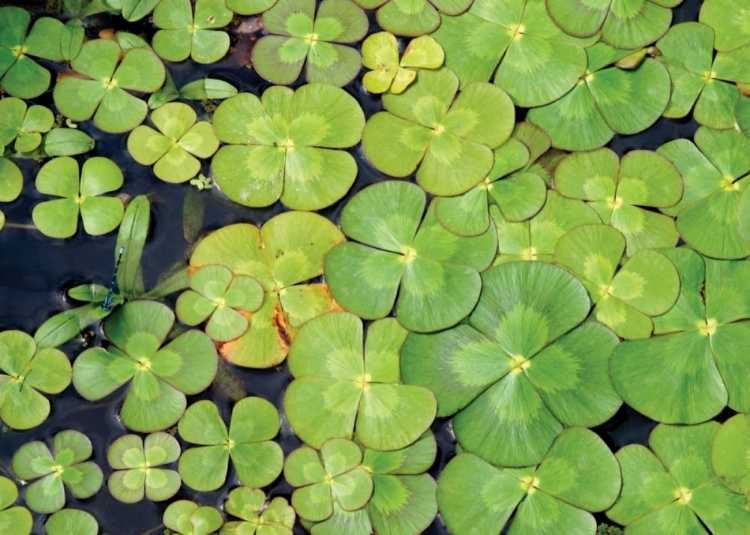 Picture of LILY PADS